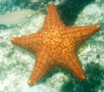 starfish1.jpg