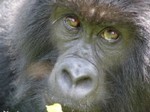 gorilla-close-up-tn.jpg